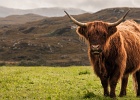 Bovino delle Highlands